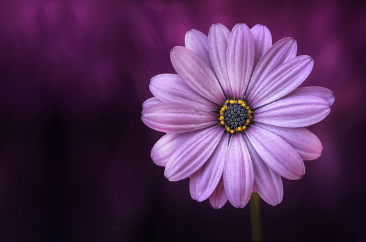 A purple gerbera daisy